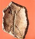 The fragment of the Head-Volga vessel. Site Zamostye-2.